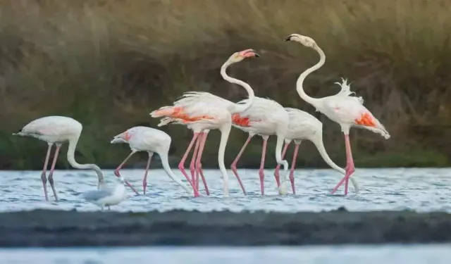 İtalya – Karacabey yolcusu kalmasın! Flamingolar geldi...